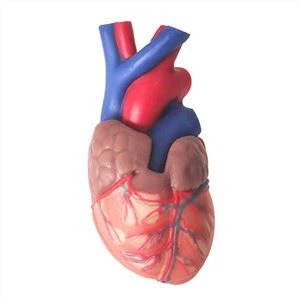 Model d'anatomia cardíaca normal de silicona suau