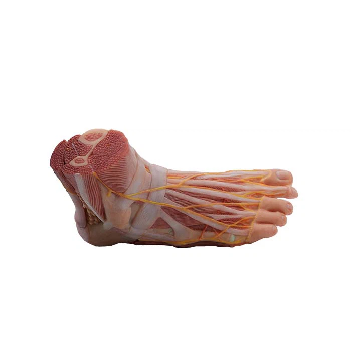 Model anatòmic del peu