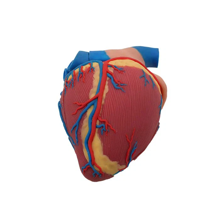 Model d'anatomia del cor