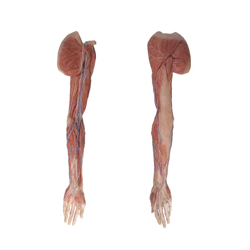 upper limb anatomy model upper limb anatomy model