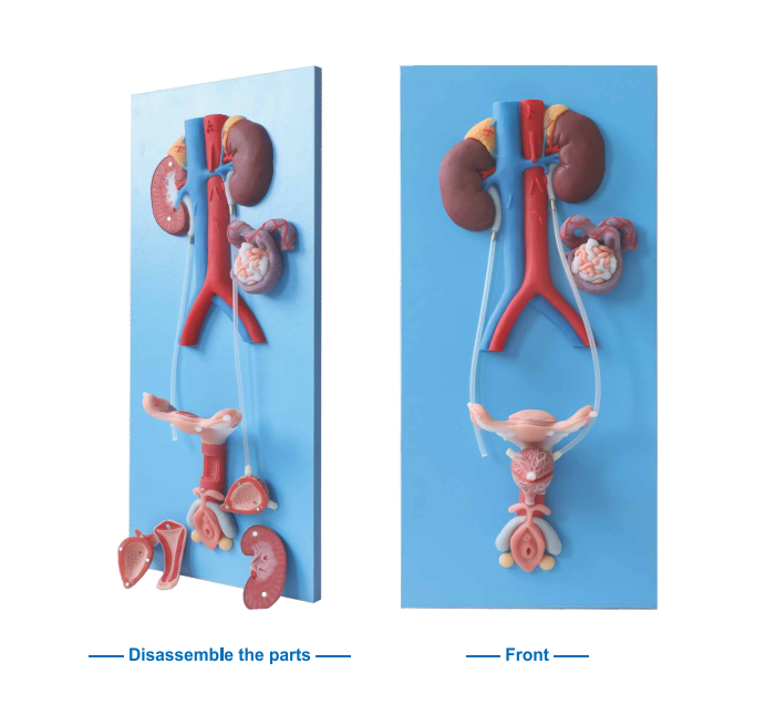 female urogenital female urogenital