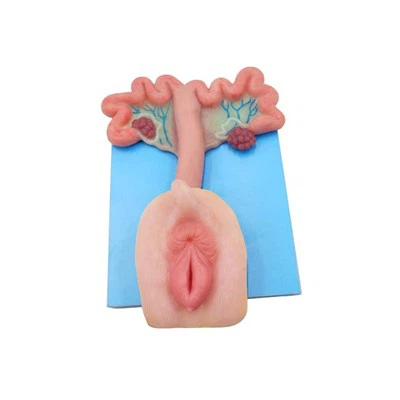 Models anatòmics d'animals