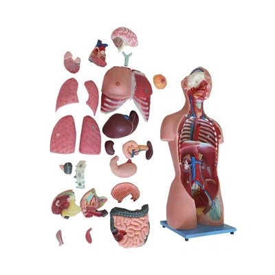 Model de tors d’anatomia