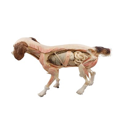Exemplar de plastinació de gossos