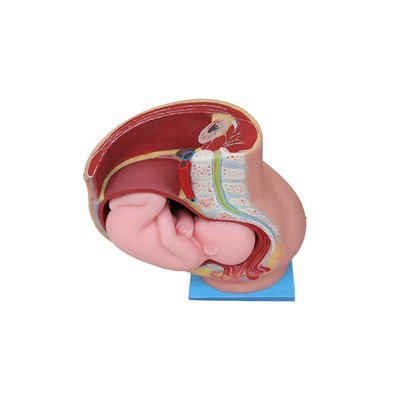 Model d'òrgan femení