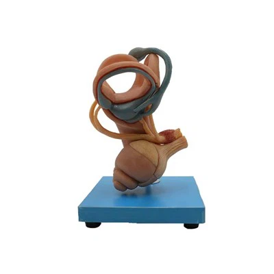 Model de l’oïda interna