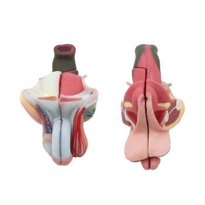 Model de genitals masculins