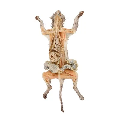 Exemplar de gat plastinat
