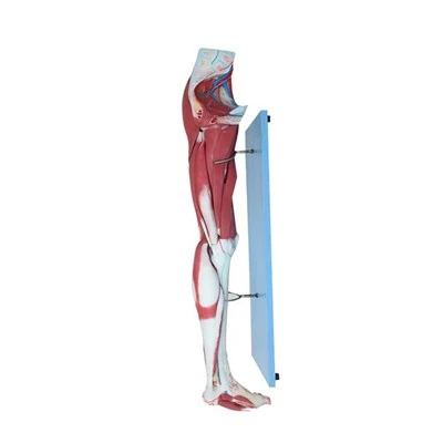 Model muscular de la cuixa